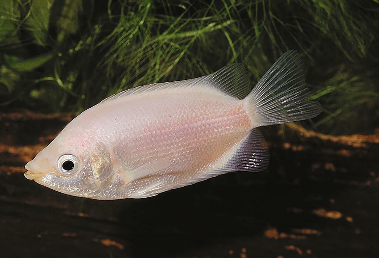 Imagem do Peixe Beijador